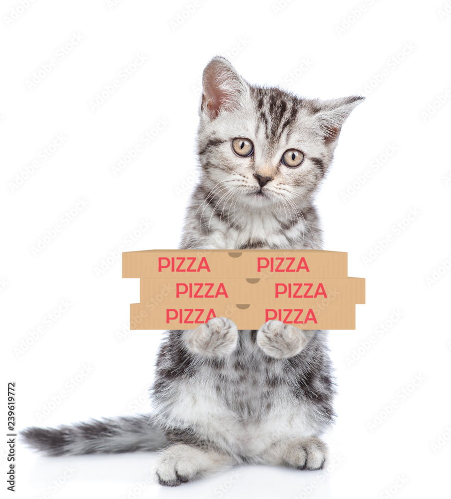 Poster cat with pizza boxes. isolated on white background