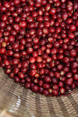 Fresh coffee bean in basket