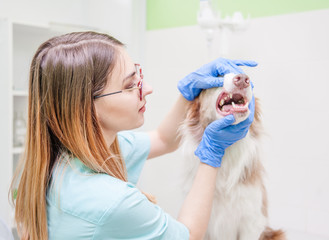 veterinarian examines a dog's teeth  in vet clinic