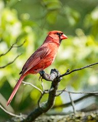 Male Northern Cardinal