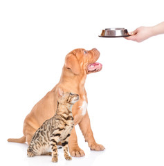 puppy and bengal kitten sitting in profile and waiting for food together. isolated on white background