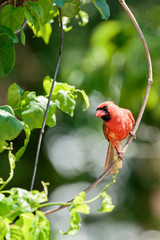 Male Northern Cardinal