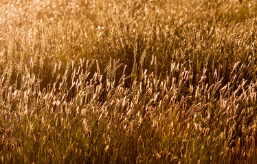 Tall grass glowing beautiful in late afternoon golden light.