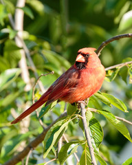 Male Northern Cardinal