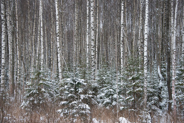 The winter forest in hoarfrost