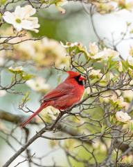 Male Northern Cardinal