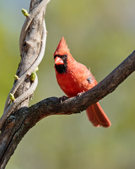 Male Northern Cardinal
