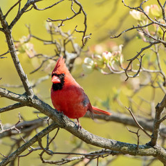 Male Northern Cardinal