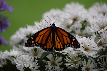 butterfly on flower