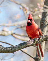Male Northern Cardinal