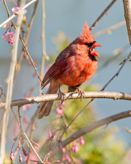 Male Northern Cardinal