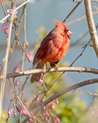 Male Northern Cardinal