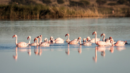Fototapeta premium Group of endangered Lesser Flamingoes feeding in a shallow mudflat.