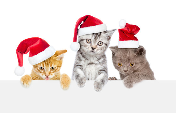 Group Of Cats  In Red Christmas Hats Above White Banner. Isolated On White Background