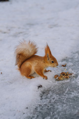 Squirrel is eating nuts. Young squirrel in the winter park