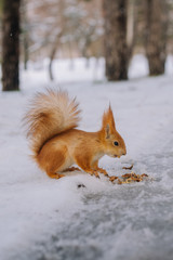 Small squirrel is sitting on the ground and eats nut. Young rodent in the winter park.	