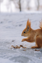 Squirrel eats nut on the park. Small rodent eats nuts.	