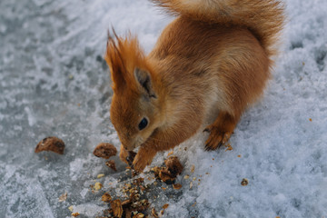 Squirrel eats nut on the park. Small rodent eats nuts.	
