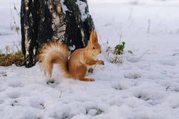 Squirrel in the winter park.  Small squirrel sitting on the ground.
