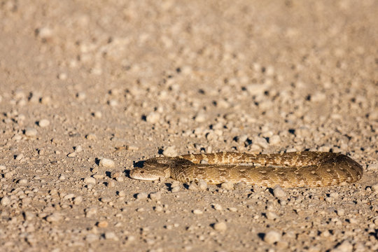 Close up shot of venomous puff adder laying in middle of gravel road.