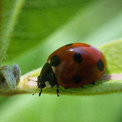 ladybug on leaf