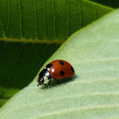 ladybug on leaf