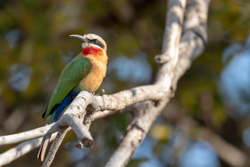White-fronted bee-eater (Merops bullockoides)
