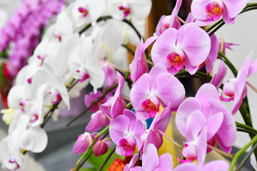 Beautiful orchids - obrazy, fototapety, plakaty