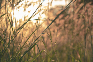 Fototapeta premium Tree Leaves bokeh for nature background and save green concept,abstract,soft and blur focus