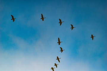 flock of birds flying in the sky
