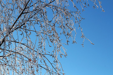 Ice crystals on the branches and leaves against the blue sky. Winter, snow, Christmas or New Year. Abstract background, soft focus