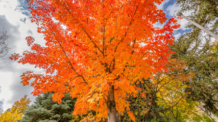 Colorful maple tree against bright sky with clouds