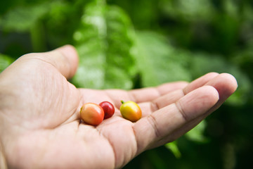 Fresh Coffee bean