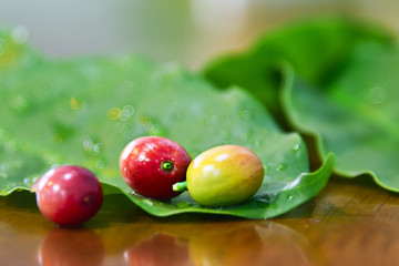 Fresh Coffee bean on wood table