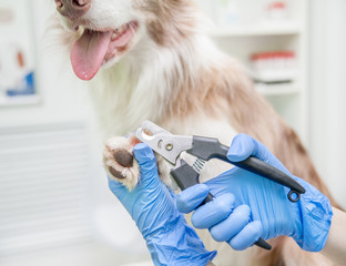 Closeup vet cutting dog toenails