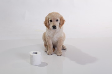 golden retriever puppy