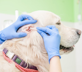 Veterinarian cleans ears to a dog with cotton swab