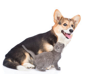 Playful tiny kitten with corgi puppy in side view. isolated on white background