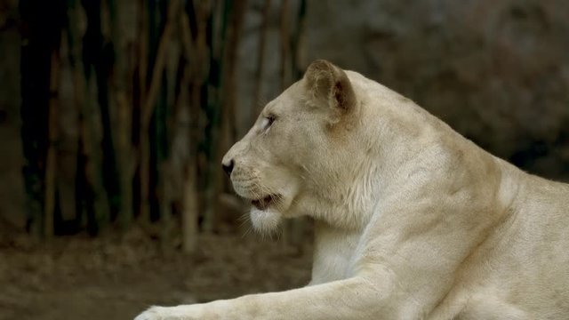 Lioness yawning