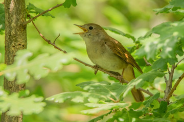 Common Nightingale / Luscinia megarhynchos