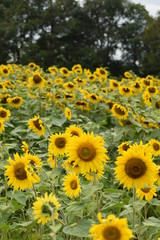 Obraz premium field of sunflowers