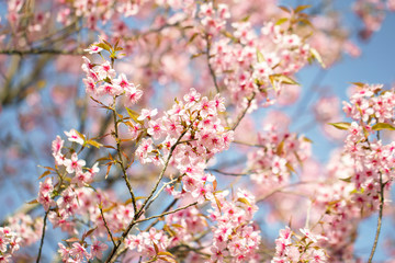 Wild Himalayan Cherry Blossoms in spring season (Prunus cerasoides), Sakura in Thailand, selective focus, Phu Lom Lo, Loei, Thailand.