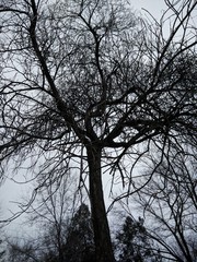 tree branches winter sky silhouette