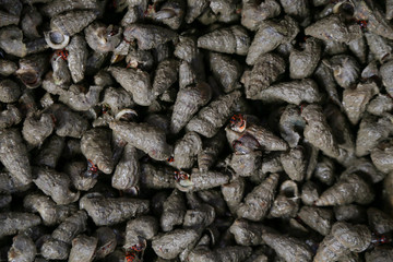 Black periwinkles at a local fish market