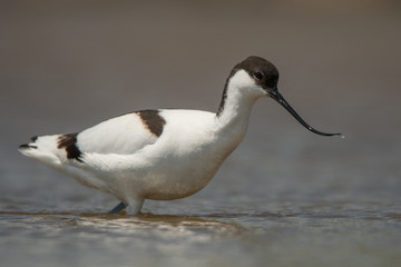Pied Avocet (Recurvirostra avosetta)