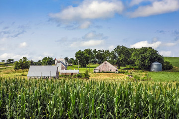 Fototapeta na wymiar Iowa countryside background, focus on corn in foreground