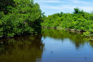 Fototapeta premium Manglar Tecolutla