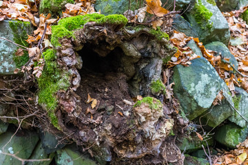 Basaltprismen im nebligen Wald