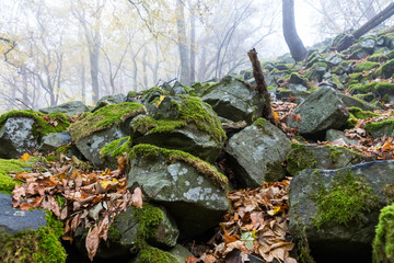 Basaltprismen im nebligen Wald