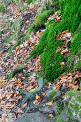 Herbstlicher Waldboden mit Moos